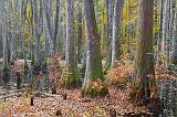 Cypress Swamp In Autumn_25113